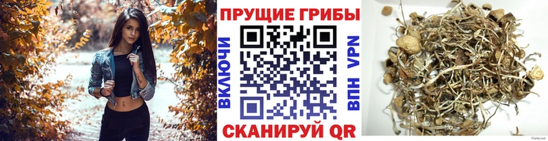 мориарти как зайти  Урень  Псилоцибиновые грибы MAGIC MUSHROOMS 